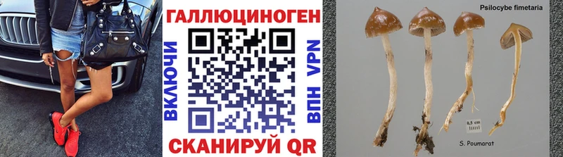 ссылка на мегу сайт  Кисловодск  Псилоцибиновые грибы мухоморы  где продают наркотики 
